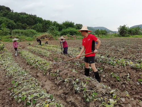 李海龙与小圩村村民一起种植番薯。_调整大小.jpg